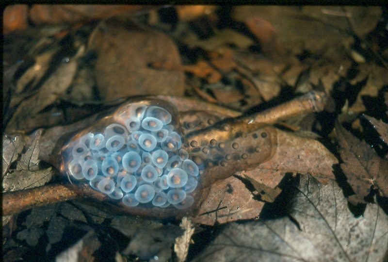 A spotted salamander egg mass (L) next to a smaller Jefferson salamander egg mass (R). A spotted salamander egg mass (L) next to a smaller Jefferson salamander egg mass (R). Credit: Ed Thompson